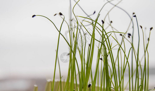 从种子发芽的植物幼芽图片