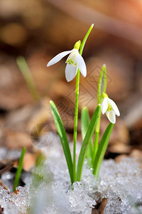 春林中的雪滴Galanthus图片