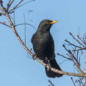 黑鸟雄坐在一棵树上在图片