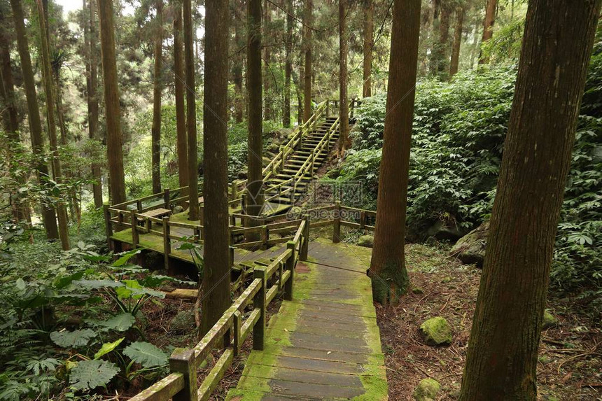 的阿里山风景区Fenqihu又称Fenchihu的cypress和ced图片