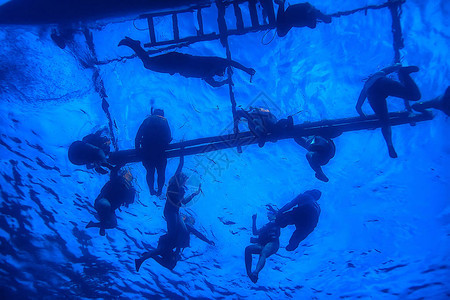 鲸鲨菲律宾与鲨鱼一起潜图片
