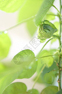 种植棉花植物绿色棉花植物留下背景背景图片