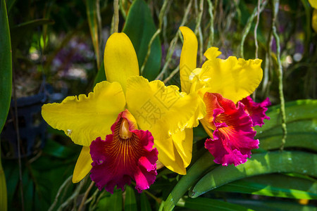 黄色兰科花在兰花农场泰国普图片