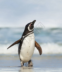 近距离的麦哲伦企鹅站在海岸上从福克兰群岛羽图片