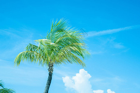 复古彩色图像热带棕榈树与蓝天白云相映成趣图片