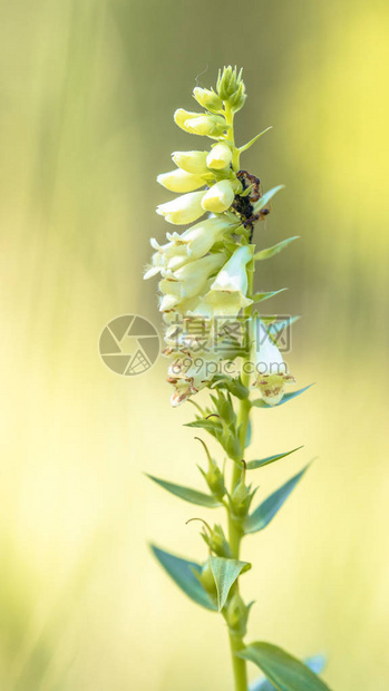稻草毛地黄Digitalislutea短命多年生植物用蚂蚁吃花蜜图片