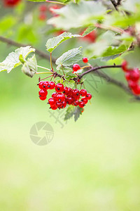 在夏日花园里放红色草原红莓成熟的Rib图片