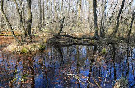 沼泽上被淹的春天森林图片
