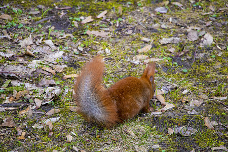 美丽的松鼠尾巴毛嫩的松鼠坐在公园图片