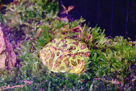 水生植物中合角青蛙幼鼠图片