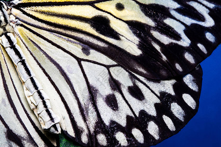 蝴蝶翅膀纹理背景蝴蝶翅膀细节的特写图片