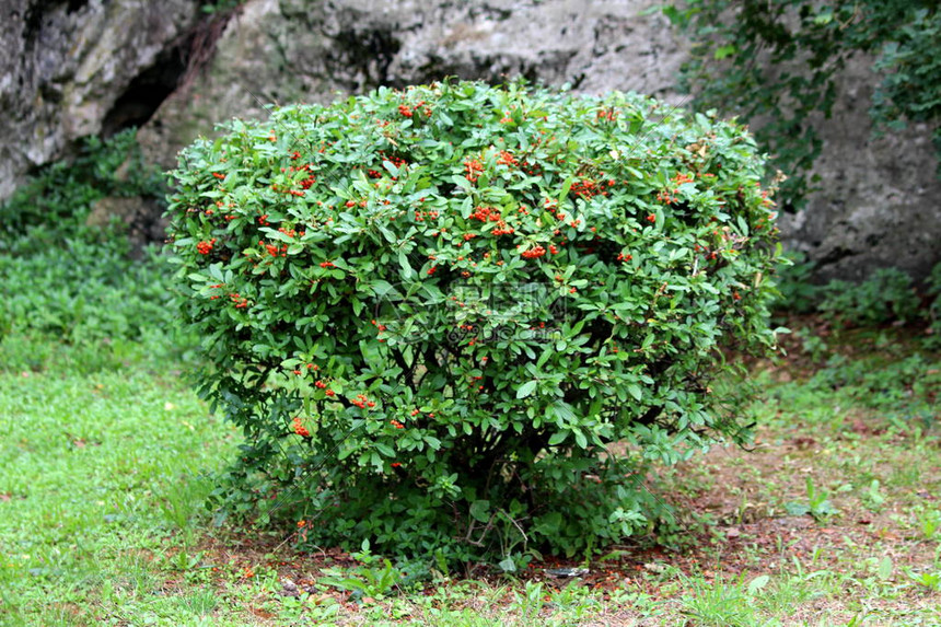 红火角或Firethorn或Fiirthorn植物作为小灌木在本地花园中生长图片