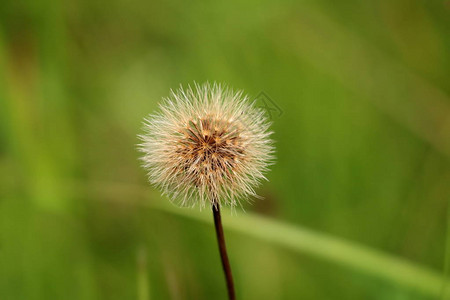 丹迪利翁或塔拉克沙姆花朵背景图片