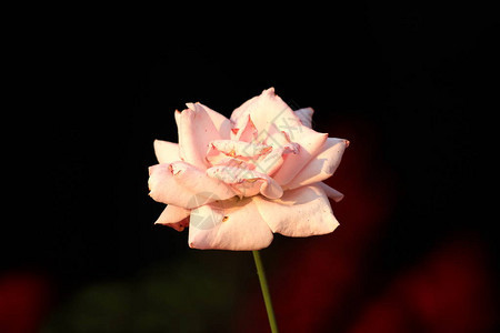 浅粉红至白玫瑰背景图片