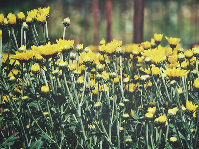 美丽的黄菊花图片