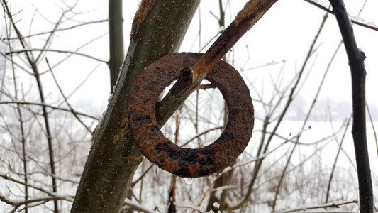 树枝上留下的锈铁环完全被雨和小水滴覆盖在寒冷冬日底部图片