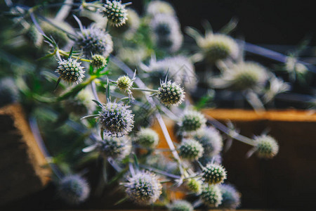 花道一堆带刺的干花在一堆木条上花木静图片