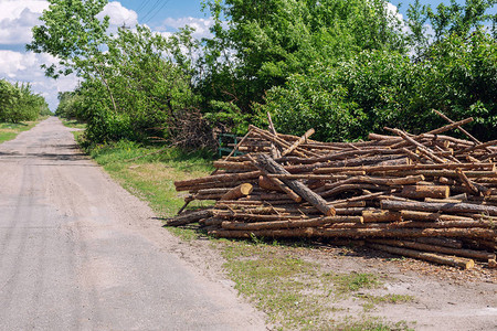 大杂乱的松木原堆在乡村的乡村道路附近为未来的冬天准图片