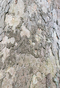山毛榉树皮紧贴在一棵老树上图片
