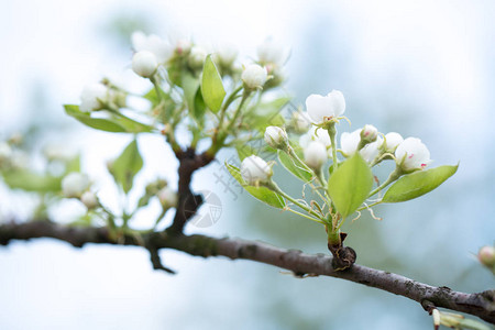 春天花园里的苹果花盛开图片