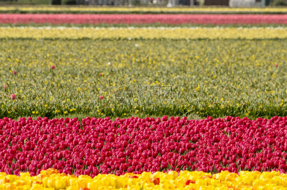 春季在荷兰Noordwijkerhout附近的Tulip田图片