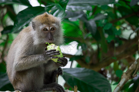 一只成年猕猴在新加坡的森林里坐着吃水果新加坡森林和公图片