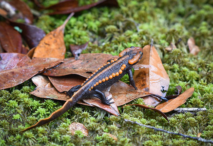 在高山雨林中发现橙色和黑色稀有动物图片