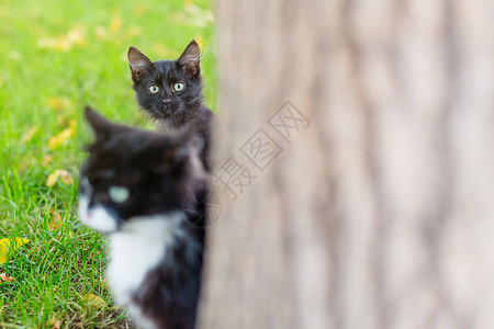 两只黑猫母猫和小猫在阳光日坐在绿草上躲图片