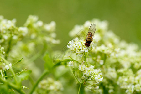 白花上的昆虫微距摄影图片