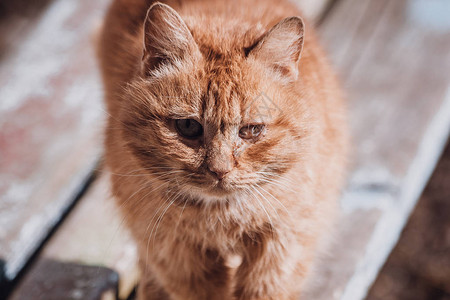 一只街头猫的肖像无家可归的猫不快乐和悲图片