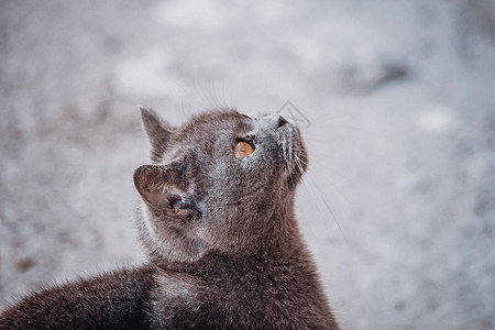 一只街头猫的肖像无家可归的猫不快乐和悲图片