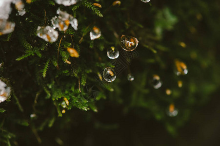 带近水滴的苔大气照片图片