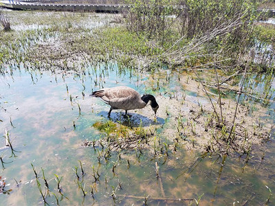 鹅在泥水里吃湿地植物和藻类图片