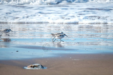 海鸟小卡利德里斯鸟群在摩洛哥海浪的背景下背景