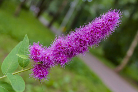 春天绿色公园的紫色花朵绽放图片