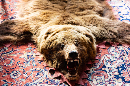 毛绒熊在地板上毛绒熊在图片