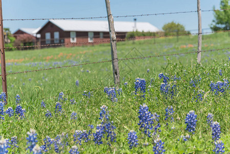 春在美国得克萨斯州布里斯托尔农村场开花的蓝邦和印度油漆刷树野花图片