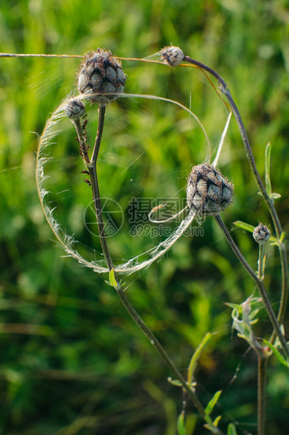 Scabiosa的芽是蜘蛛网图片