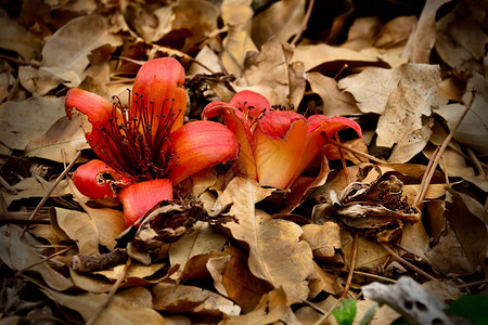 红丝绸科顿树花和地面上的死叶美利坚合众国夏威夷奥胡岛火奴鲁附近的KokoCra图片
