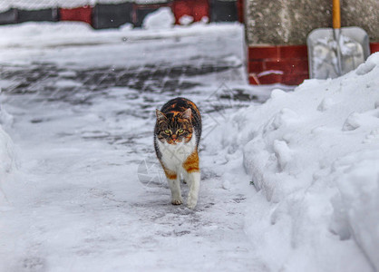 家养小猫在人行道上行走可爱的猫在雪地里奔跑冬季严肃的猫脸猛兽来袭五颜六色的年轻小猫走着看图片