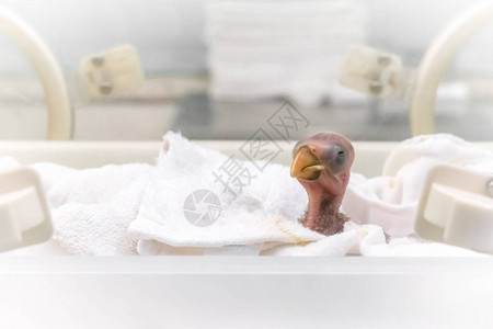 新生的小鹦鹉在农场孵化器背景中图片