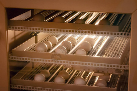 鸡蛋孵化器机背景在农场孵化的鸟蛋图片
