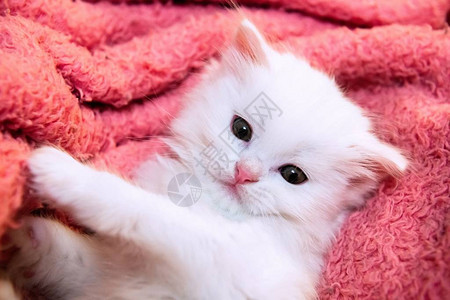 小白猫宠物动物家图片