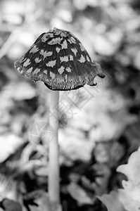 毒蘑菇染色特写黑白色调图片