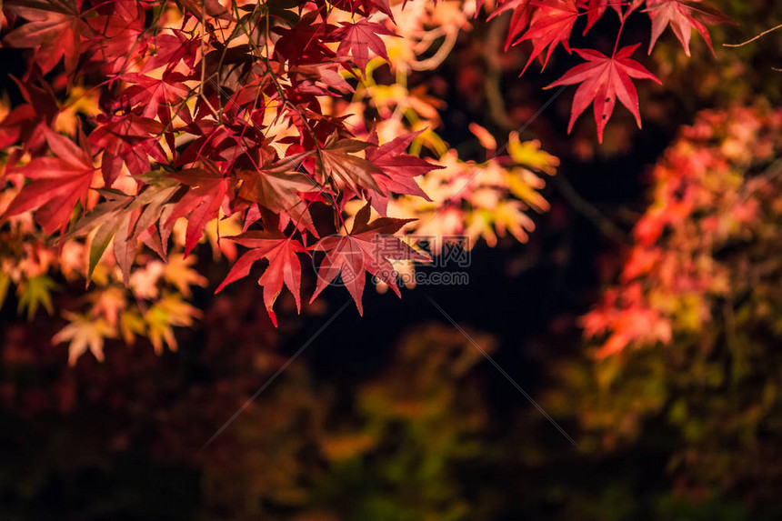 在日本京都的林山和浅山霍戈宁花园有白图片