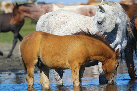 白母马和小马驹在浇水处喝水图片