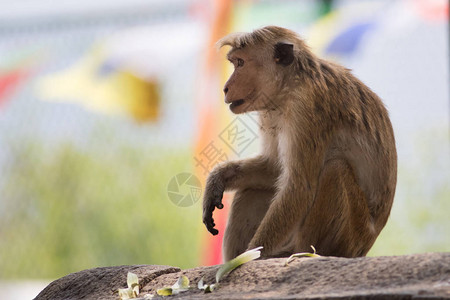 斯里兰卡的MaleMakaque猴子Macaca图片