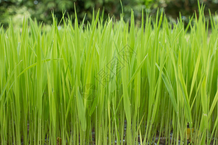 水稻幼苗水稻植物或水稻植物的开始图片
