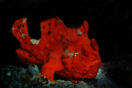 菲律宾潘格劳Panglao的珊瑚礁上坐着小丑青蛙鱼喷漆角鱼类图片