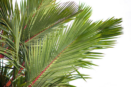 自然背景棕榈CyrtostachysrendaBlum背景图片
